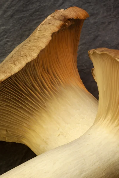 Funghi King Oyster — Foto Stock