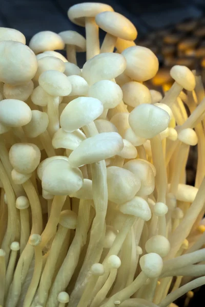 Enoki eetbare Japanse paddestoelen — Stockfoto