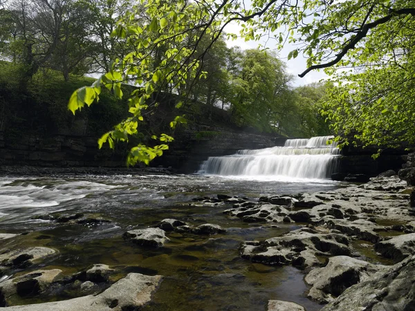 Aysgarth Falls - Wensleydale - Yorkshire Dales — Stock Fotó