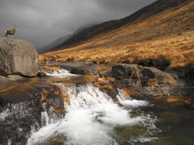 glen, erkeklere özel rosa - arran Adası - İskoçya