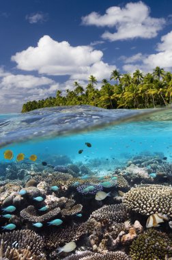 tropik resif - cook Adaları - Güney Pasifik