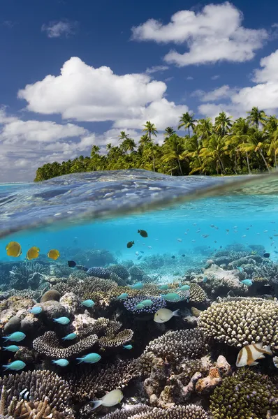 Recifes tropicais - Ilhas Cook - Pacífico Sul — Fotografia de Stock