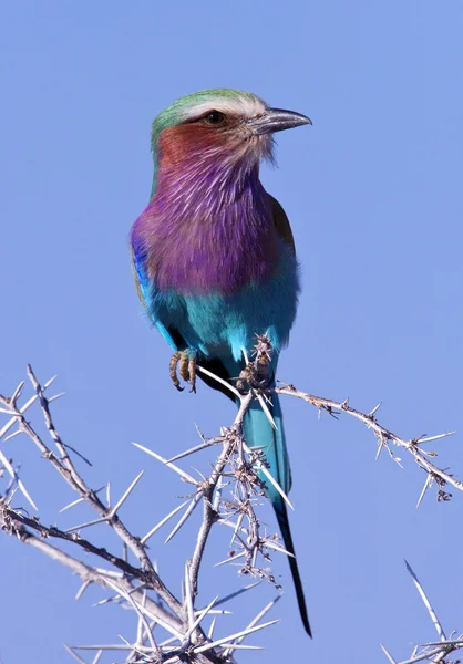 Lilacbreasted silindir (coracias uzunkuyruk) — Stok fotoğraf