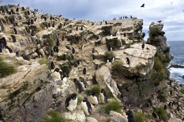 Rockhopper penguenler - çakıl Adası - falkland Adaları