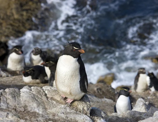 Rockhopper tučňáci na ostrově oblázek na Falklandských ostrovech — Stock fotografie