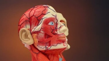 insan anatomisi - hd