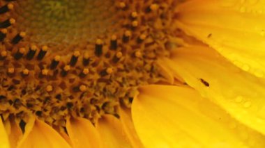 Ayçiçeği - gündöndü