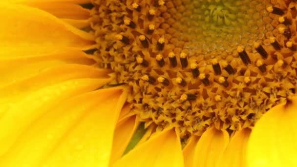 Sunflower - Helianthus — Stock Video