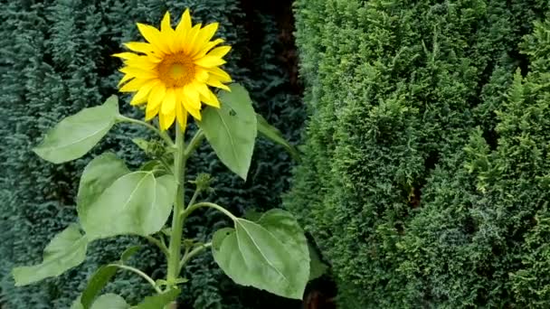 Sunflower - Helianthus - HD — Stock Video