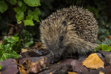 Western Hedgehog - British Isles clipart