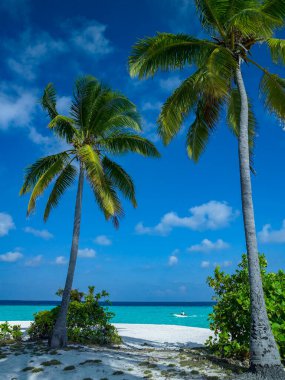 Güney Ari 'de lüks bir tatil Maldivler, Hint Okyanusu.