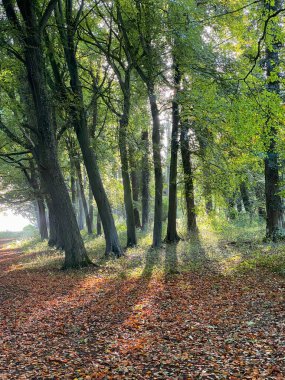 Birleşik Krallık 'ta Kuzey Yorkshire' da sonbahar ormanlık sahnesi.