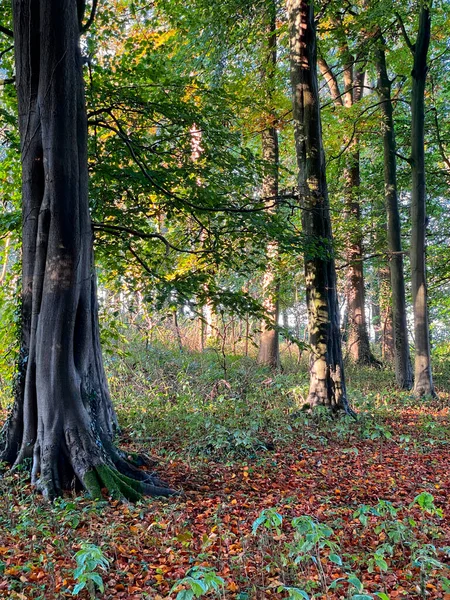 Wczesna Jesienna Scena Leśna North Yorkshire Wielkiej Brytanii — Zdjęcie stockowe