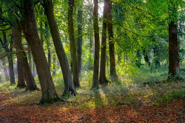 Frühherbstliche Waldszene North Yorkshire Vereinigten Königreich — Stockfoto