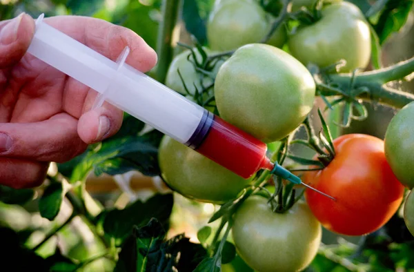 Darstellung Nicht Echt Der Pflanzen Oder Pflanzengenetik Gentechnisch Veränderte Lebensmittel — Stockfoto