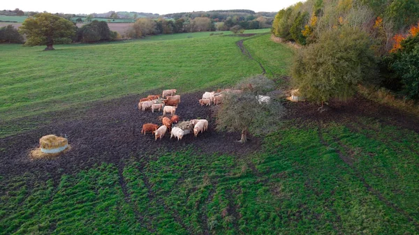 Veehouderij Een Boerenveld Het Vroege Najaar North Yorkshire Engeland — Stockfoto
