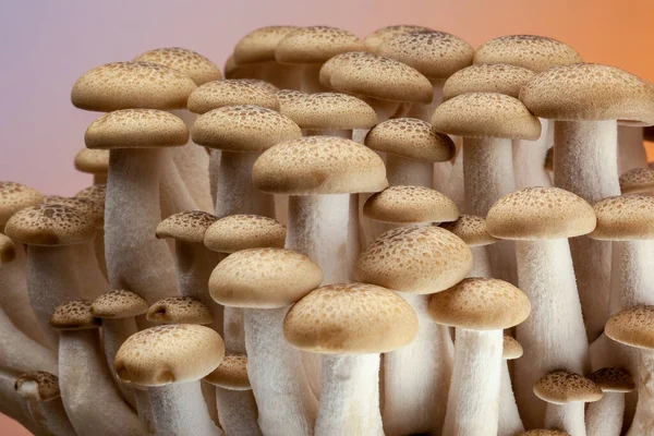 Buna Shimeji Zijn Kleine Eetbare Paddenstoelen Afkomstig Uit Oost Azië — Stockfoto