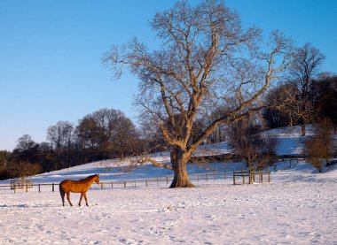 Horse in a snow covered paddock near the market town of Malton in North Yorkshire, England. clipart