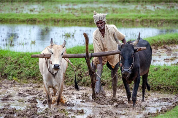 Subsistence Farmer Ploughing Paddy Field Chettinad District Tamil Nadu Region — Stock Photo, Image