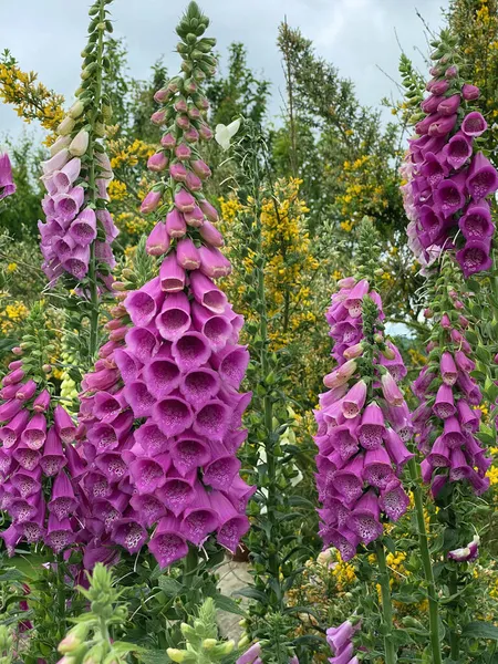 Barevné Divoké Květiny Rostoucí Louce Severním Yorkshire Severovýchodní Anglii — Stock fotografie