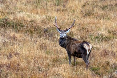 İskoçya 'daki İskoç Kızıl Geyik Geyiği (Cervus elaphus scoticus). Bu geyik Batı Avrupa 'daki kızıl geyikten biraz daha küçüktür ve paltosu daha açık renktedir..