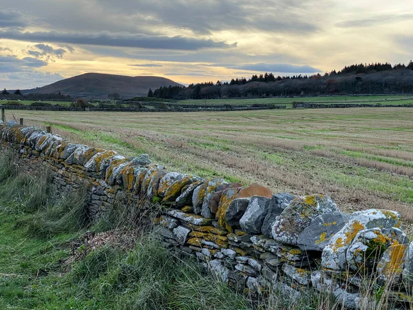 Late Afternoon Light Lichen Covered Dry Stone Wall Farmland Caithness — Stockfoto