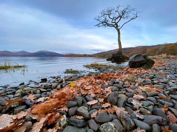 Árbol Solitario Millarochy Bay Loch Lomond Escocia —  Fotos de Stock