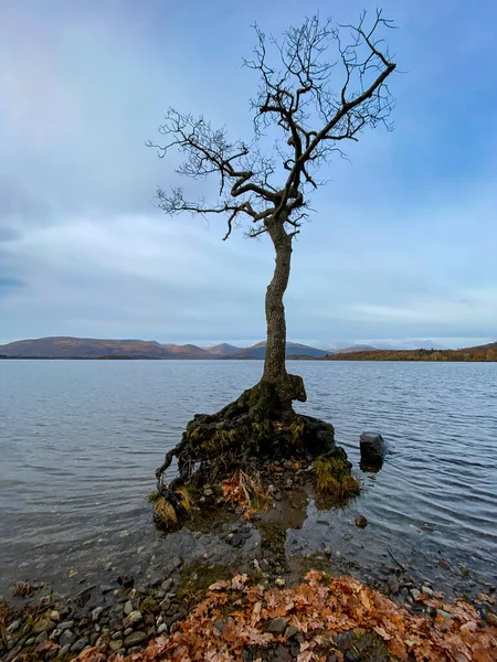 Lone Tree Bij Millarochy Bay Aan Oostkant Van Loch Lomond — Stockfoto