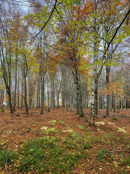 Лісова Сцена Наприкінці Осені — стокове фото