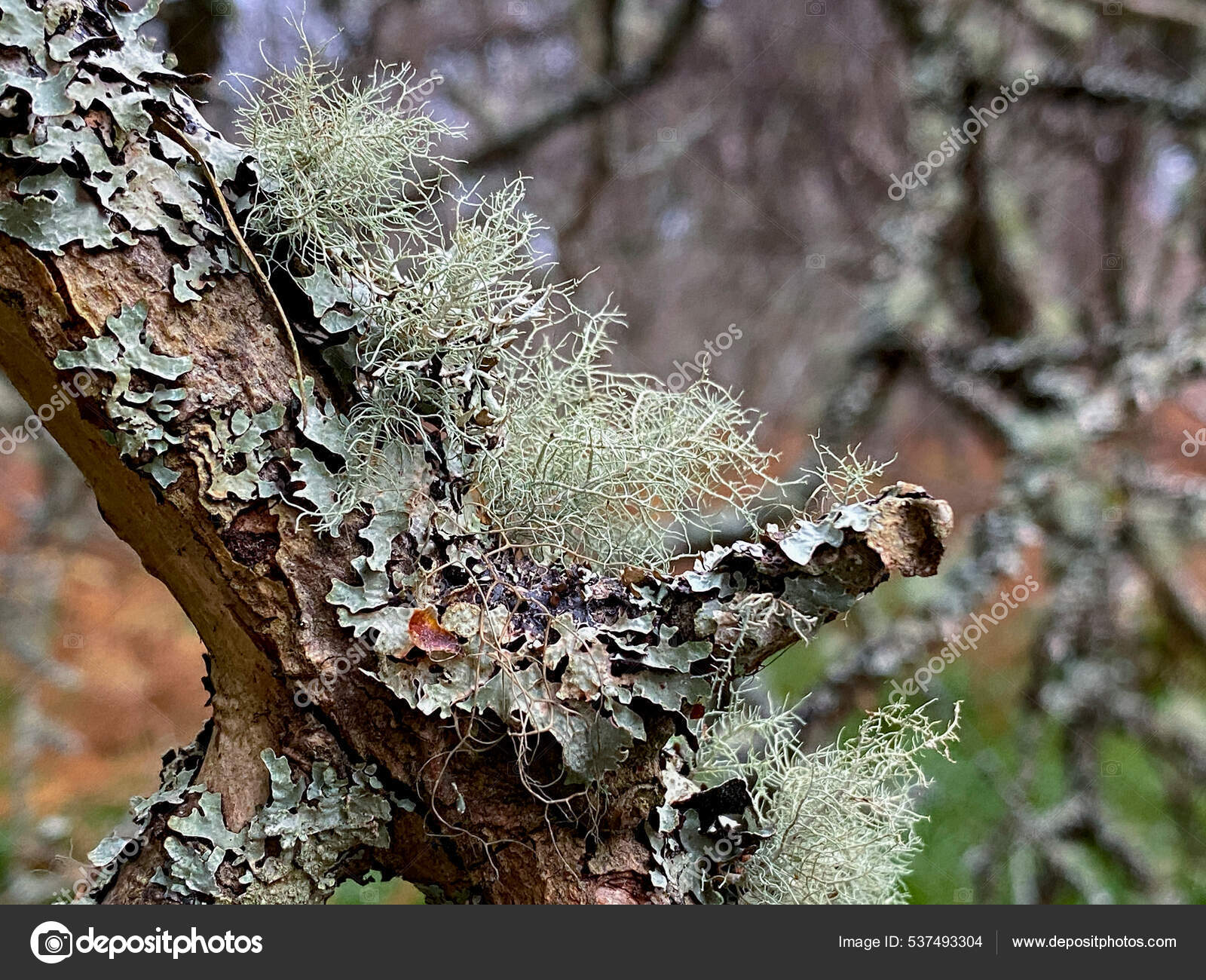 Foliose Fruticose Lichen Growing Trees Caledonian Forest Ancient Old