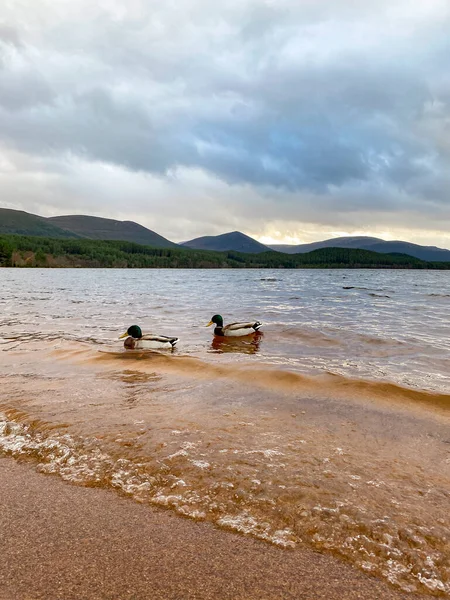 Két Mallard Kacsa Loch Morlich Aviemore Közelében Skót Felföldön Cairngorms — Stock Fotó