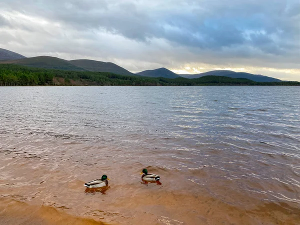 Két Mallard Kacsa Loch Morlich Aviemore Közelében Skót Felföldön Cairngorms — Stock Fotó