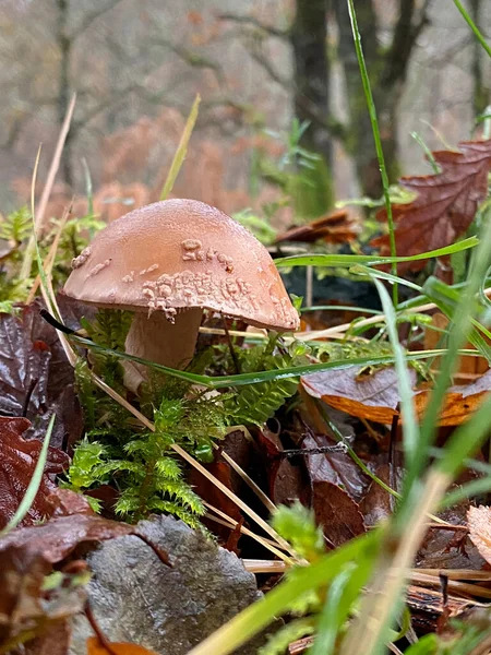 Mushroom Growing Forest Floor Early Autumn Scotland — Fotografia de Stock