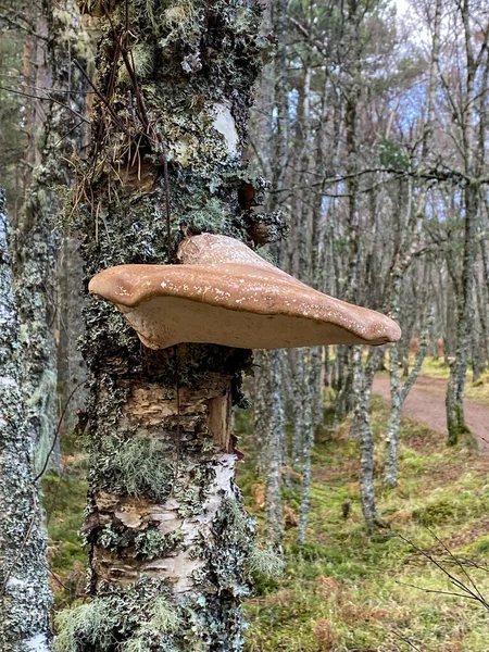 Fomitopsis Betulina Comunemente Conosciuta Come Birch Polypore Birch Bracket Razor — Foto Stock