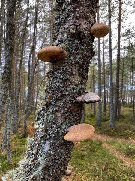 Fomitopsis Betulina Yaygın Olarak Birch Polypore Birch Bracket Razor Strop — Stok fotoğraf