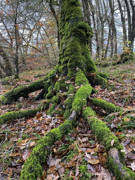 Met Mos Bedekte Boomstam Wortels Bossen Cairngorms Schotland — Stockfoto