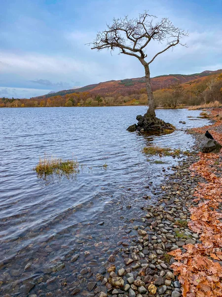Árbol Solitario Millarochy Bay Loch Lomond Escocia — Foto de Stock