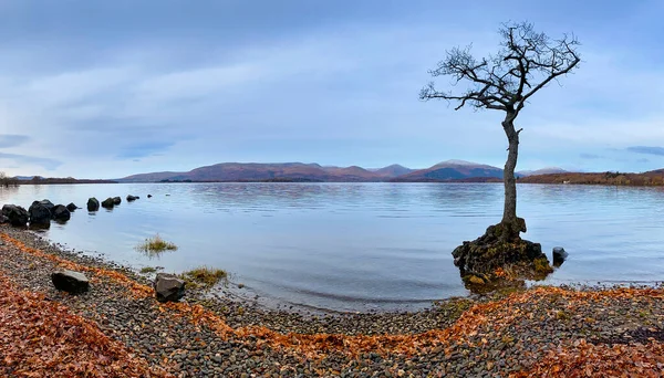 スコットランドのロッホ ロンドンにあるミラロシー湾の唯一の木 — ストック写真