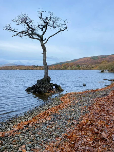 Arbre Solitaire Millarochy Bay Sur Loch Lomond Écosse — Photo