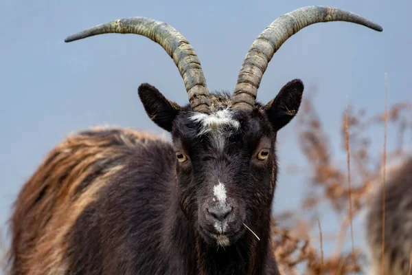 Feral Goat Highlands Scotland Feral Goats Domestic Goat Capra Aegagrus — стоковое фото