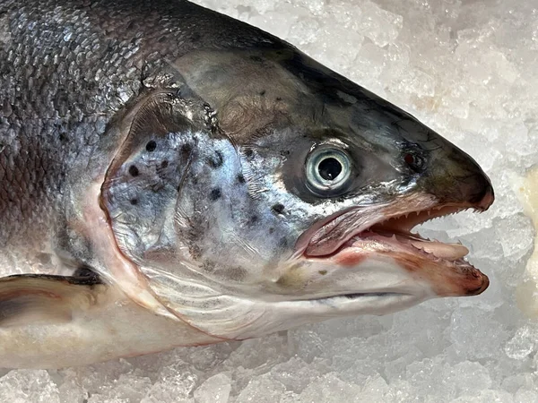 Salmone Fresco Vendita Supermercato Britannico — Foto Stock