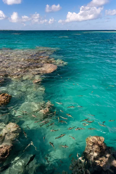 Pesce Margini Una Barriera Corallina Nella Laguna Aitutaki Nelle Isole — Foto Stock
