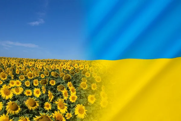 Ηλιοτρόπιο Είναι Εθνικό Λουλούδι Της Ουκρανίας — Φωτογραφία Αρχείου