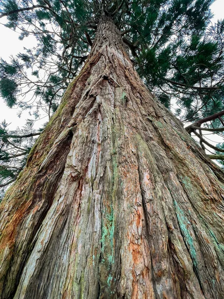 Árbol Coníferas Árbol Que Lleva Conos Hojas Similares Agujas Escamas — Foto de Stock