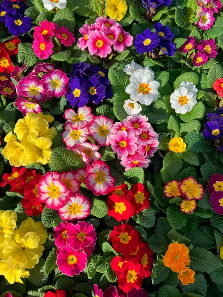 Flores Coloridas Uma Barraca Mercado Cidade Spa Buxton Derbyshire Reino — Fotografia de Stock