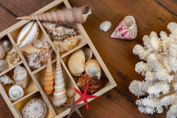 Collection Seashells Seashell Usually Exoskeleton Invertebrate Animal Backbone Typically Composed — Stock Photo, Image