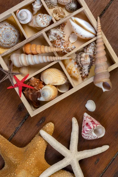 Collection of Seashells - A seashell is usually the exoskeleton of an invertebrate (an animal without a backbone), and is typically composed of calcium carbonate or chitin.