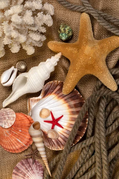 Collection Seashells Seashell Usually Exoskeleton Invertebrate Animal Backbone Typically Composed — Stock Photo, Image