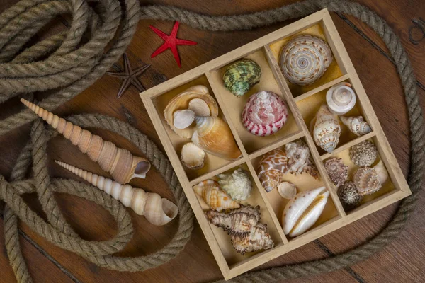 Collection Seashells Seashell Usually Exoskeleton Invertebrate Animal Backbone Typically Composed — Stock Photo, Image