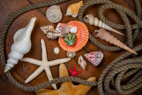 Collection Seashells Seashell Usually Exoskeleton Invertebrate Animal Backbone Typically Composed — Stock Photo, Image